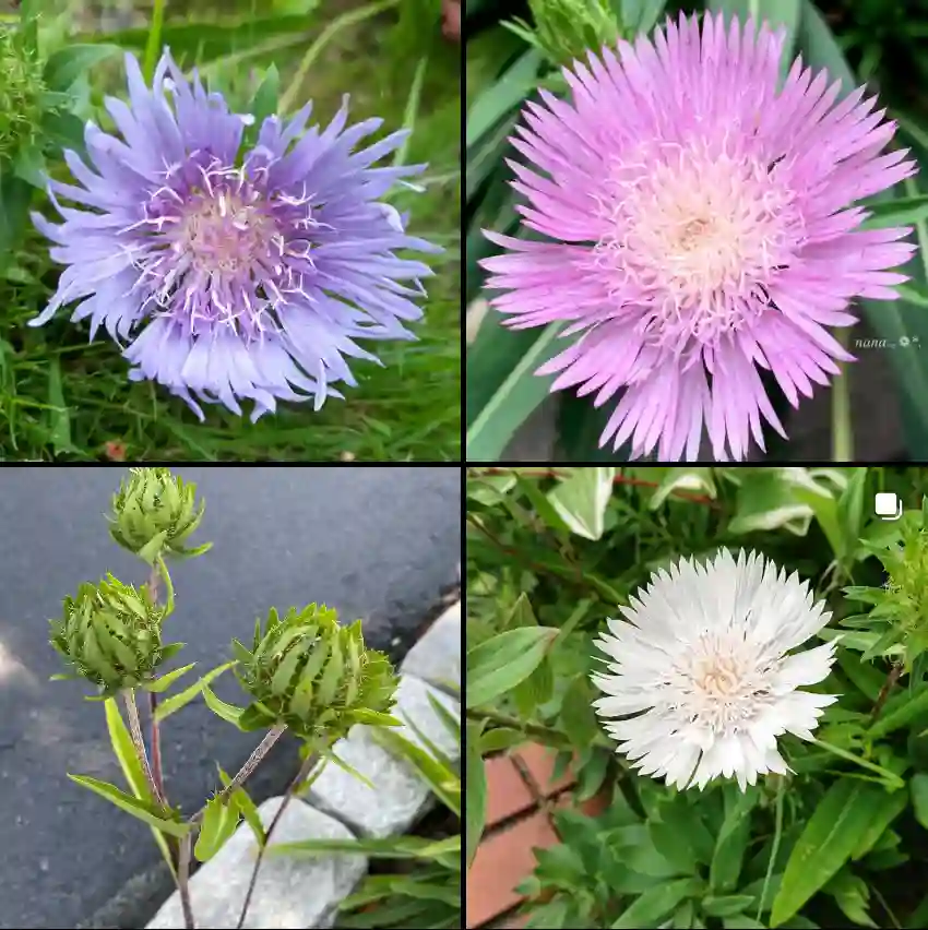 Stokesia