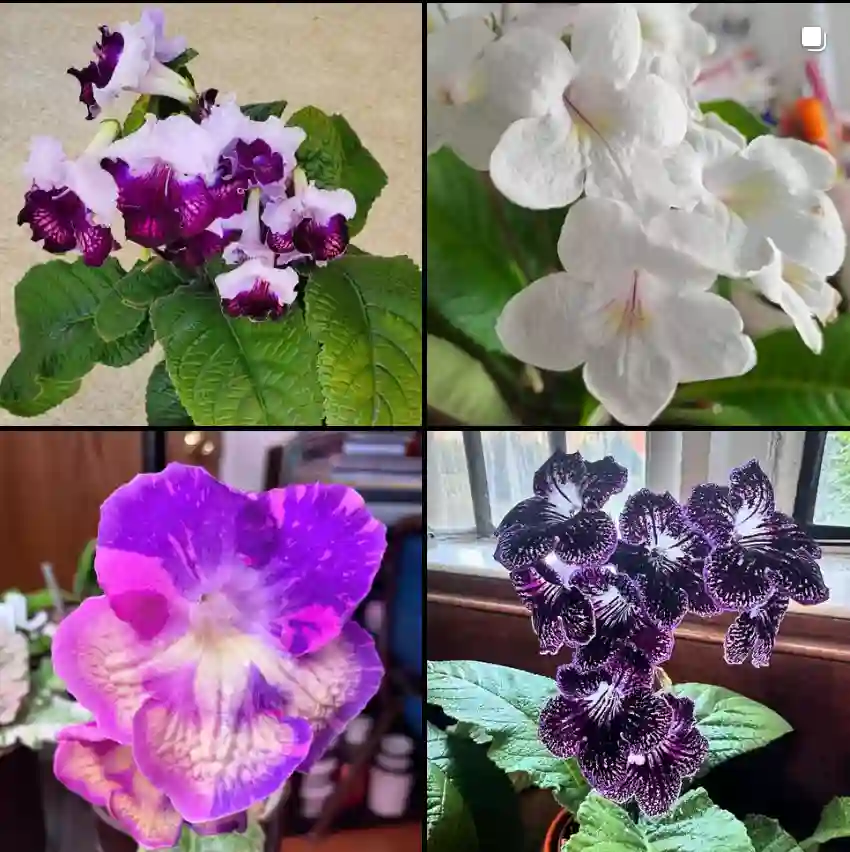 Streptocarpus