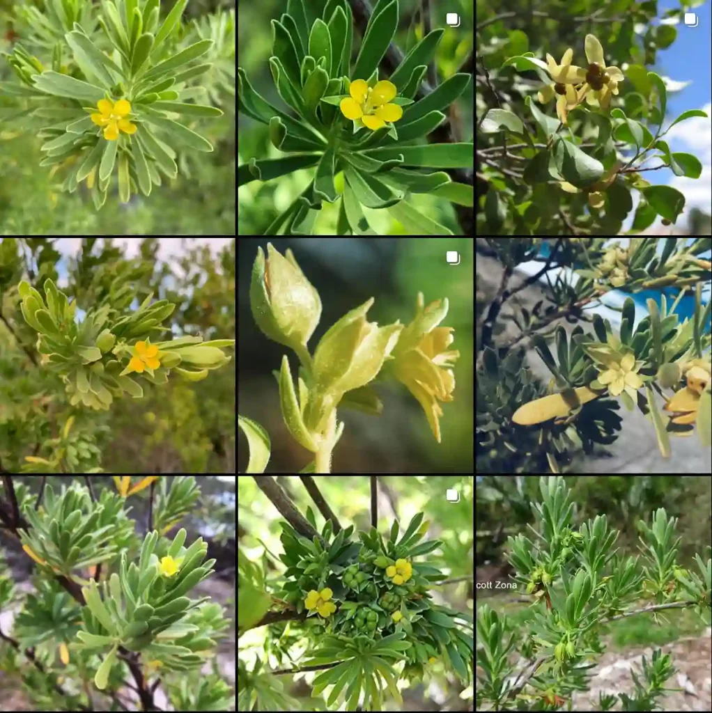 Surianaceae