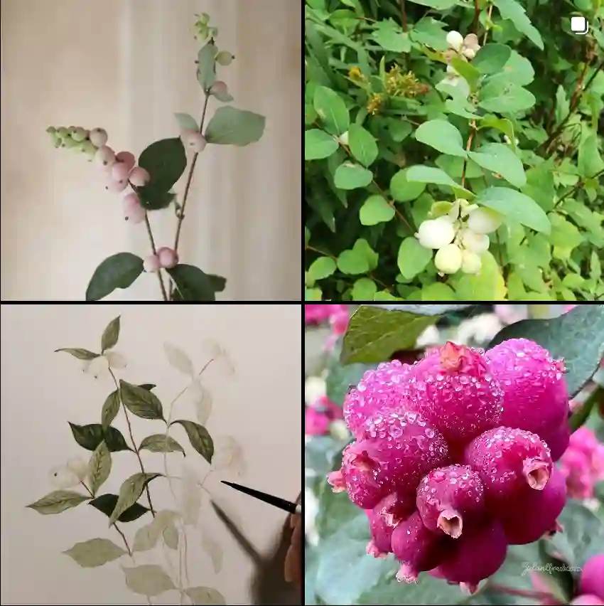 Symphoricarpos