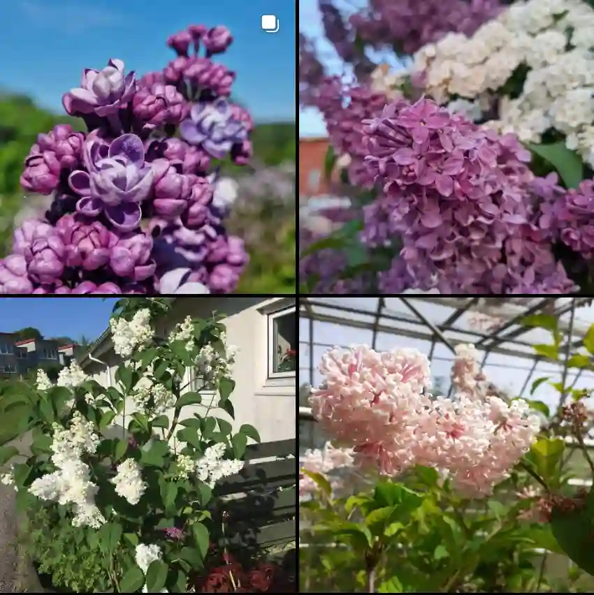 Syringa