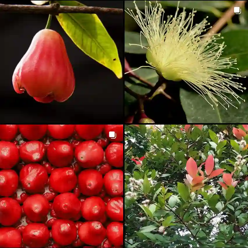 Syzygium