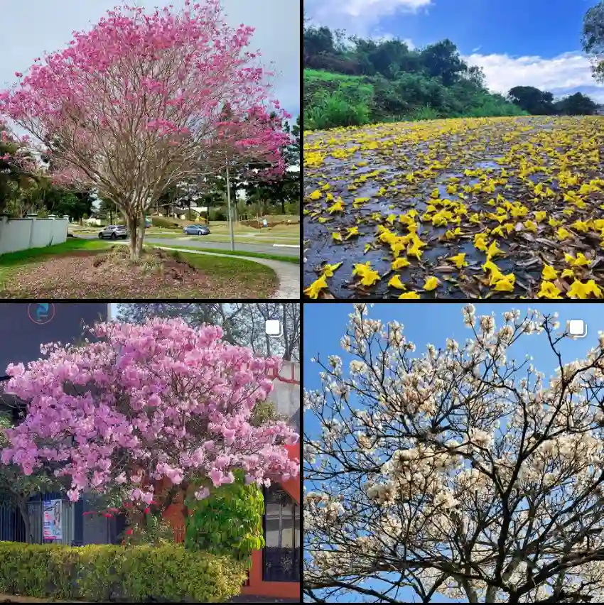 Tabebuia