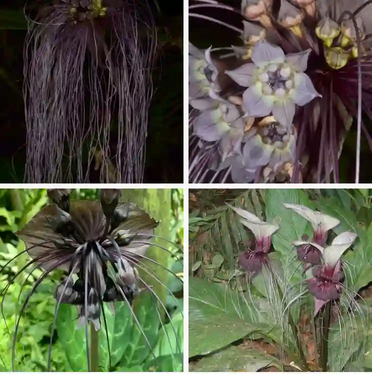 Tacca