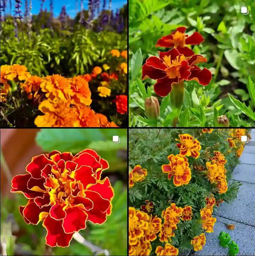 Tagetes