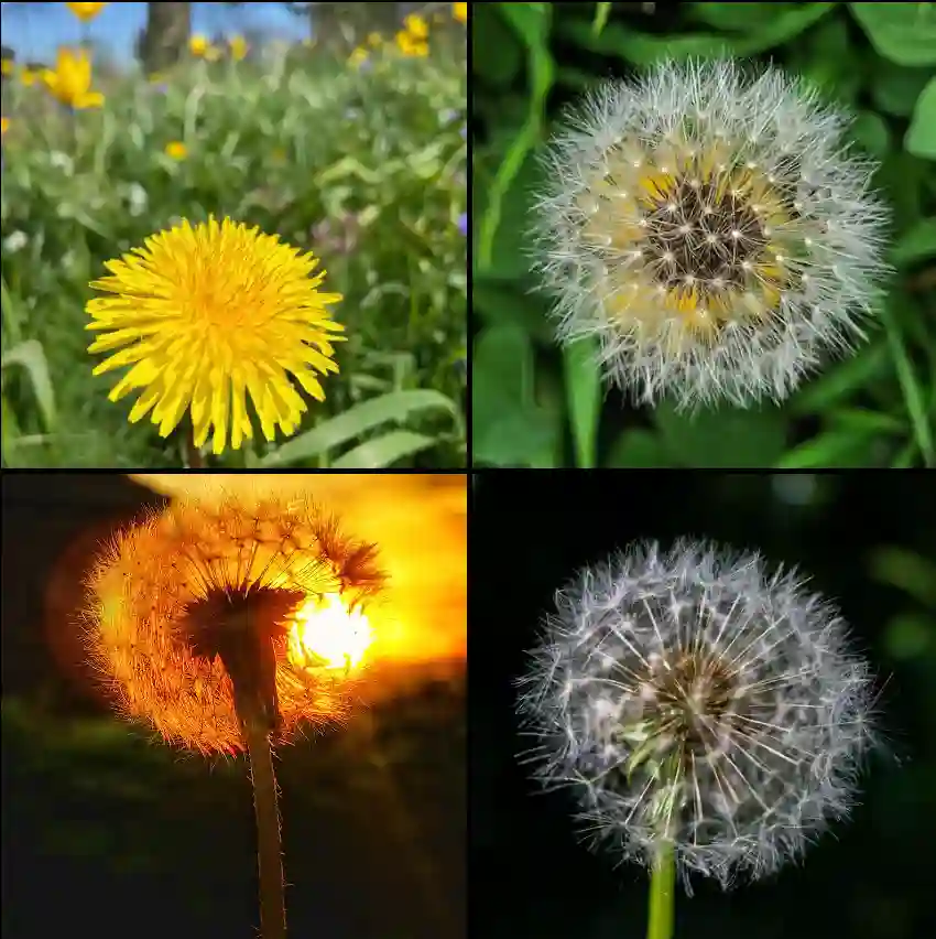 Taraxacum