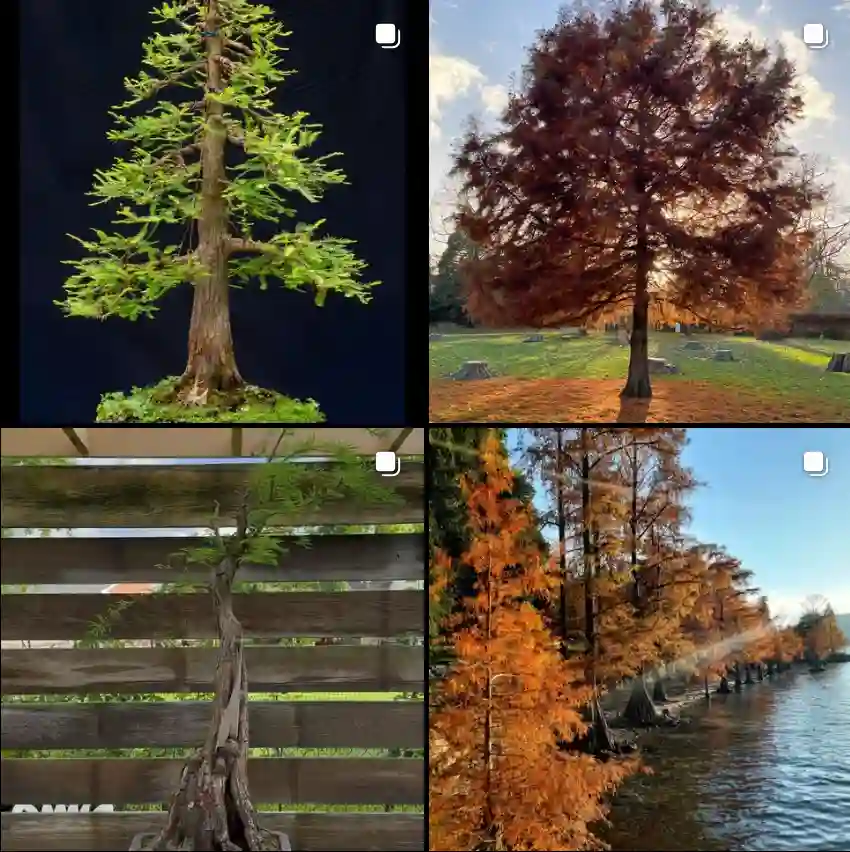 Taxodium