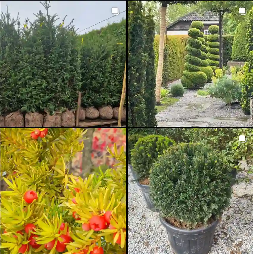 Taxus