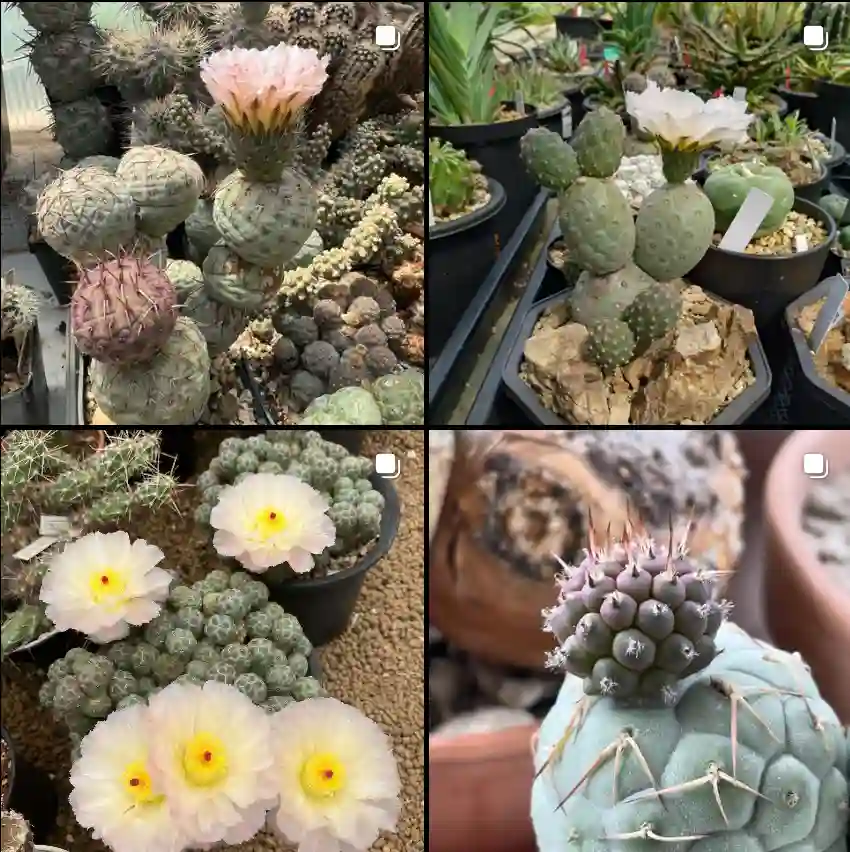 Tephrocactus