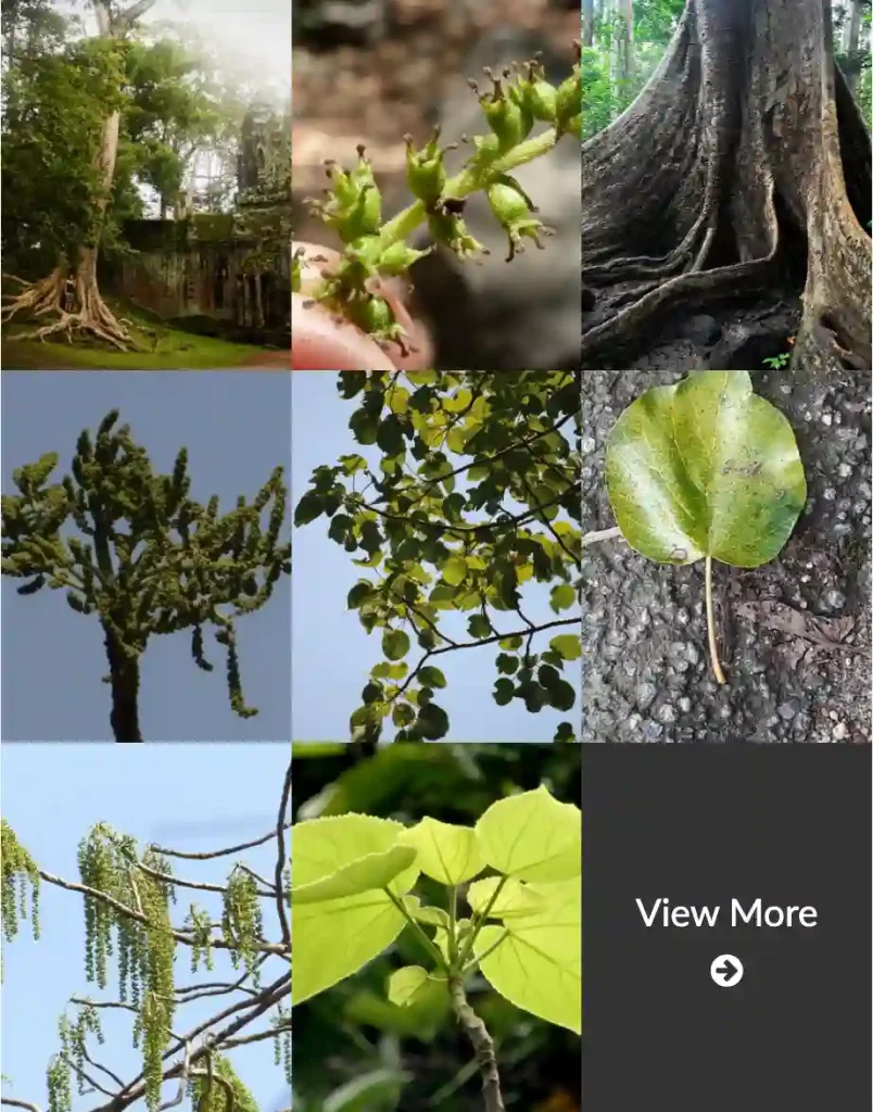 Tetramelaceae