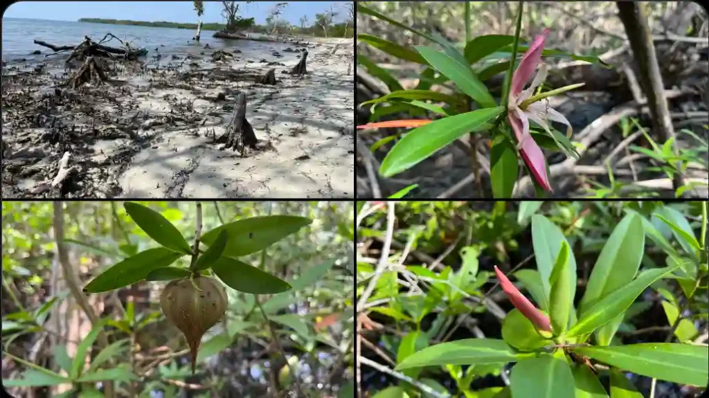 Tetrameristaceae