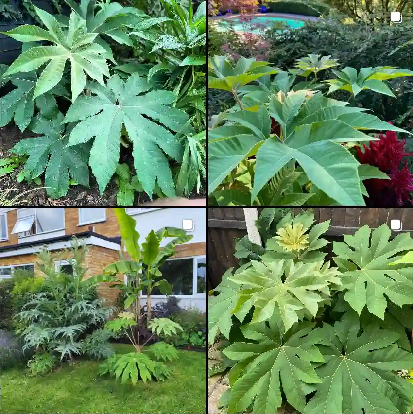 Tetrapanax