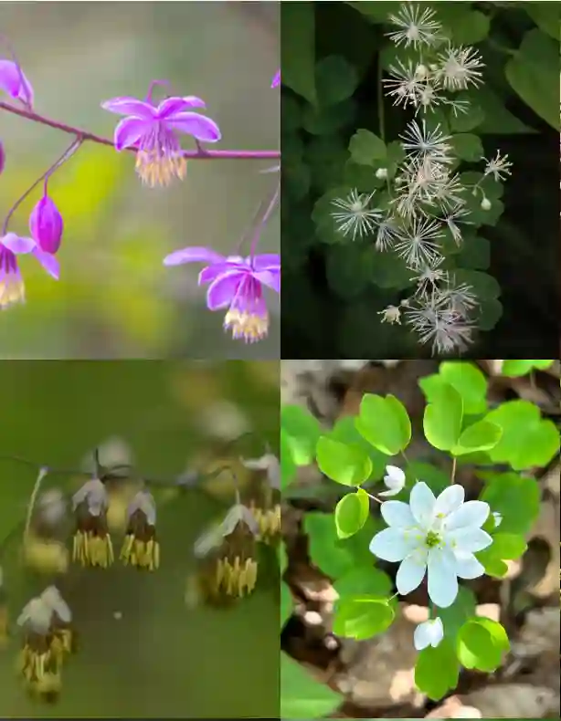 Thalictrum