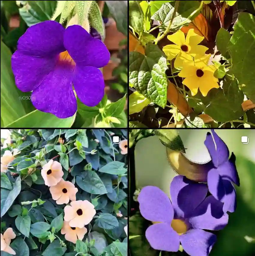 Thunbergia