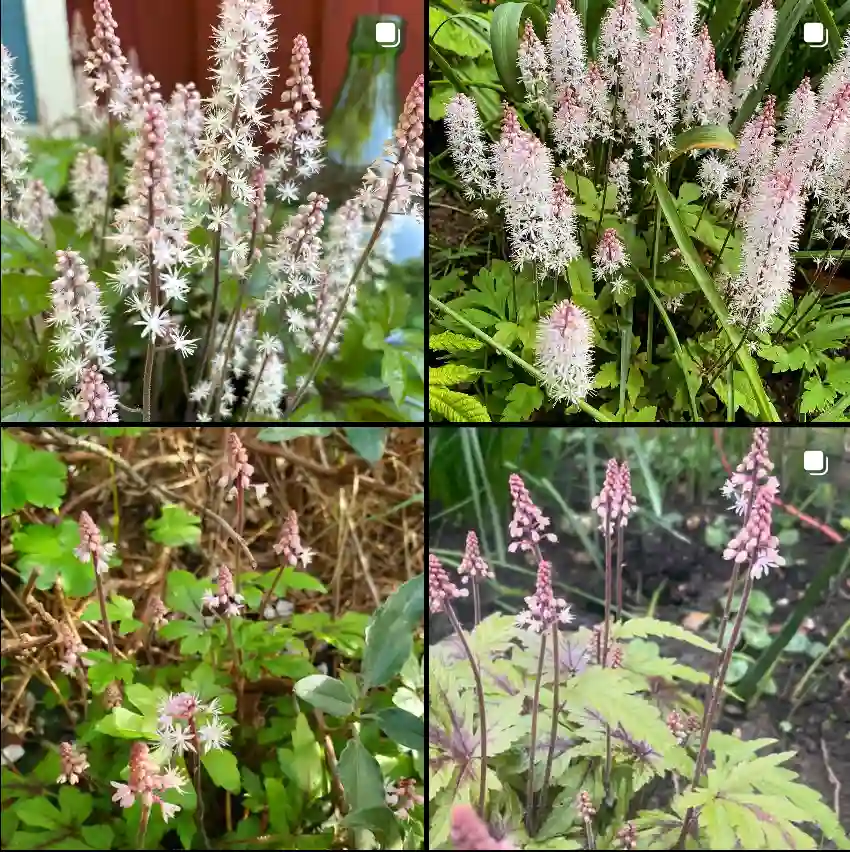 Tiarella