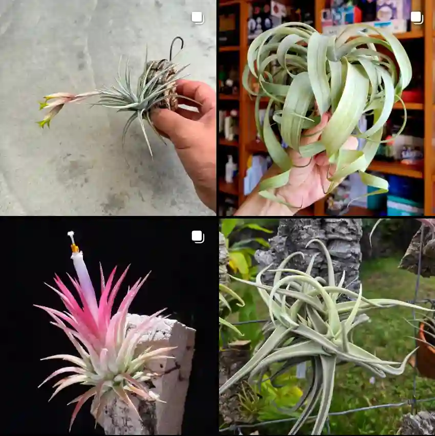 Tillandsia