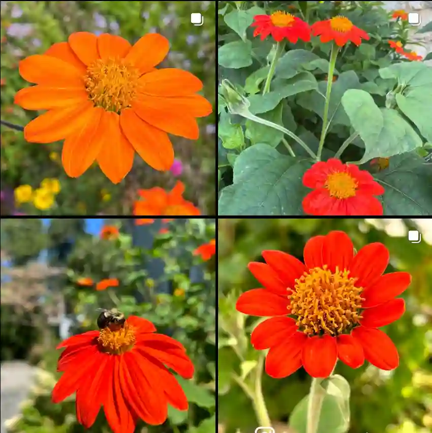 Tithonia