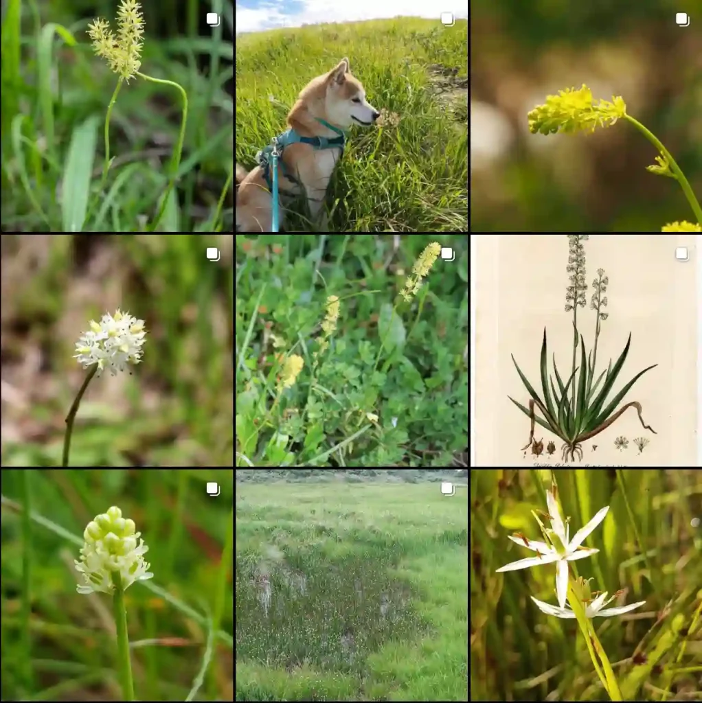 Tofieldiaceae