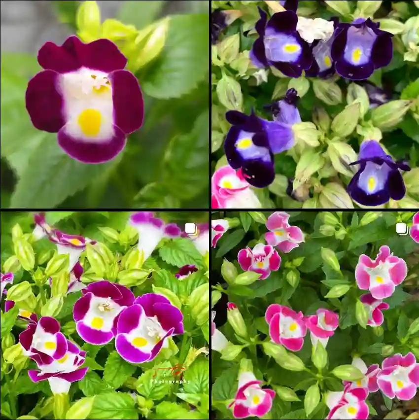 Torenia