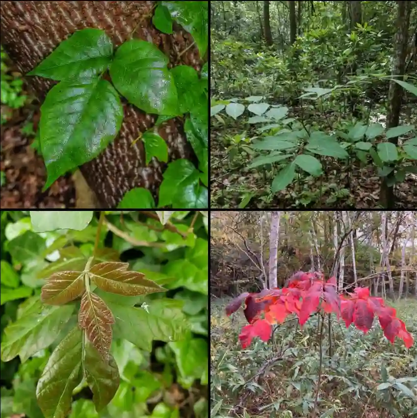 Toxicodendron