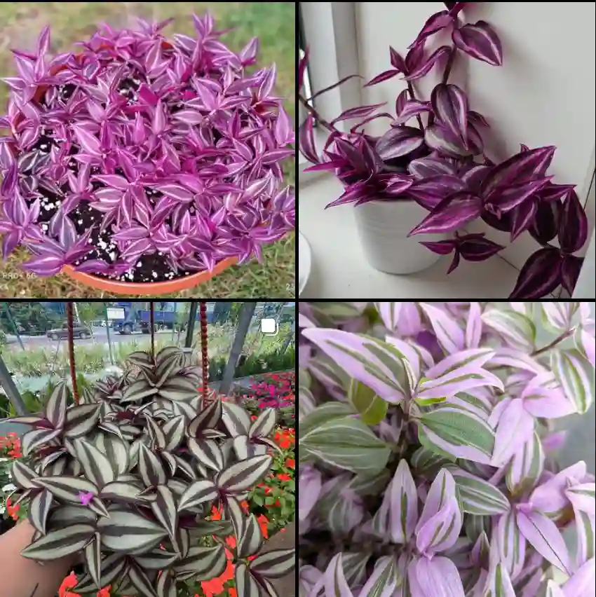 Tradescantia