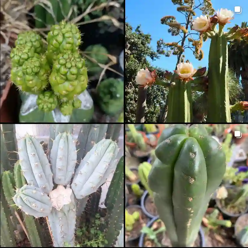 Trichocereus