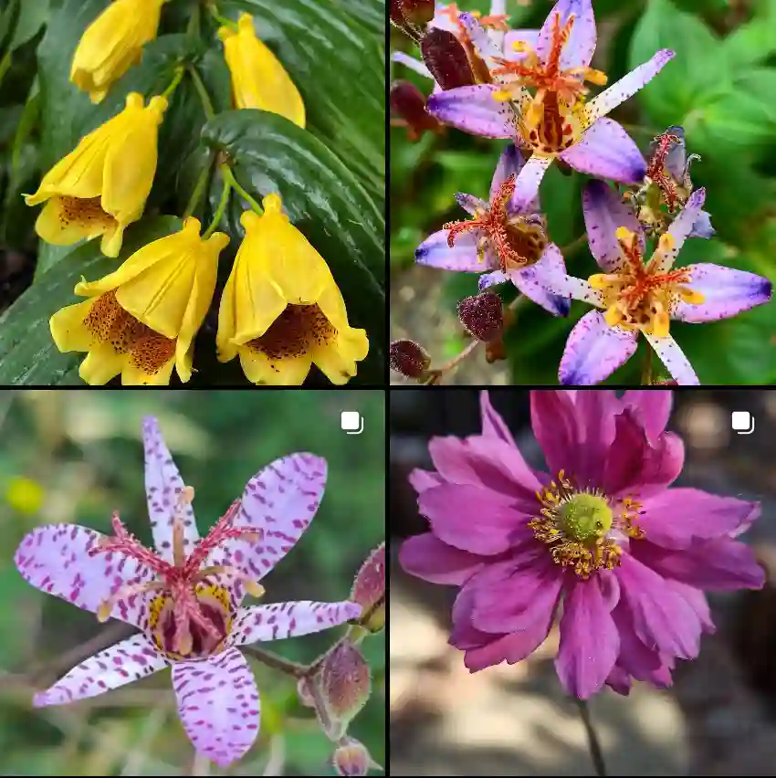 Tricyrtis