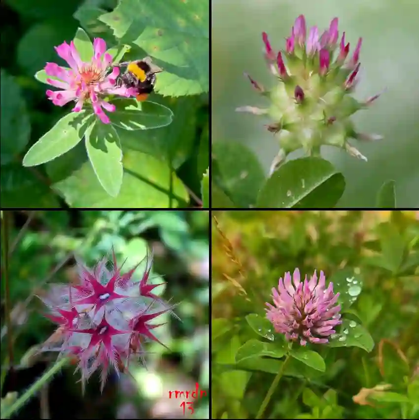 Trifolium