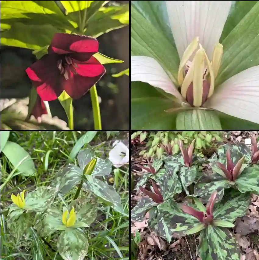 Trillium