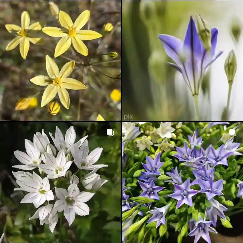 Triteleia