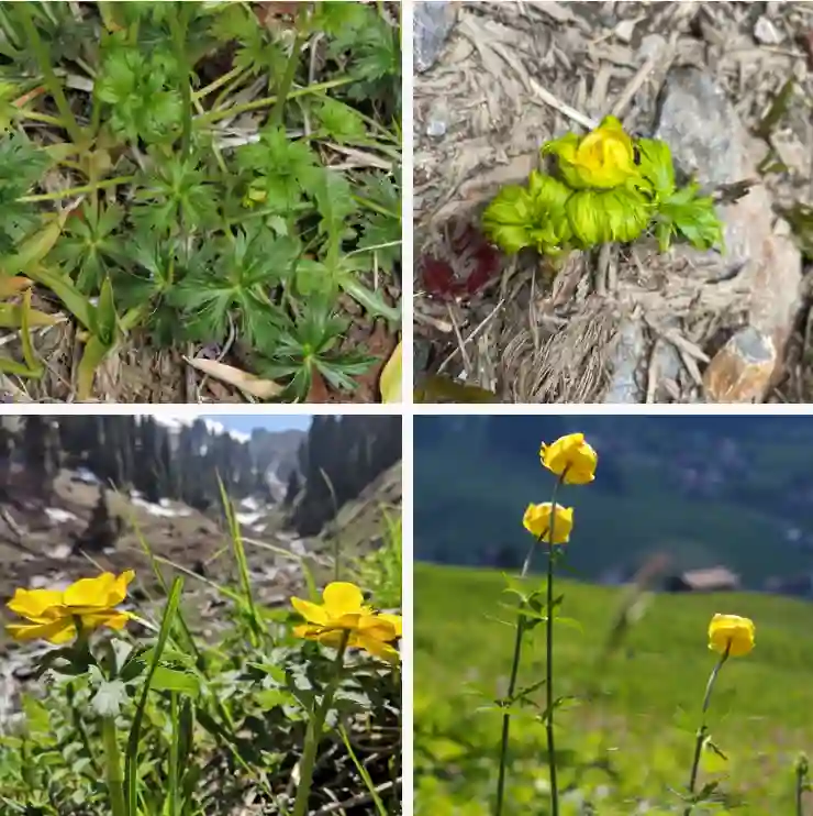 Trollius