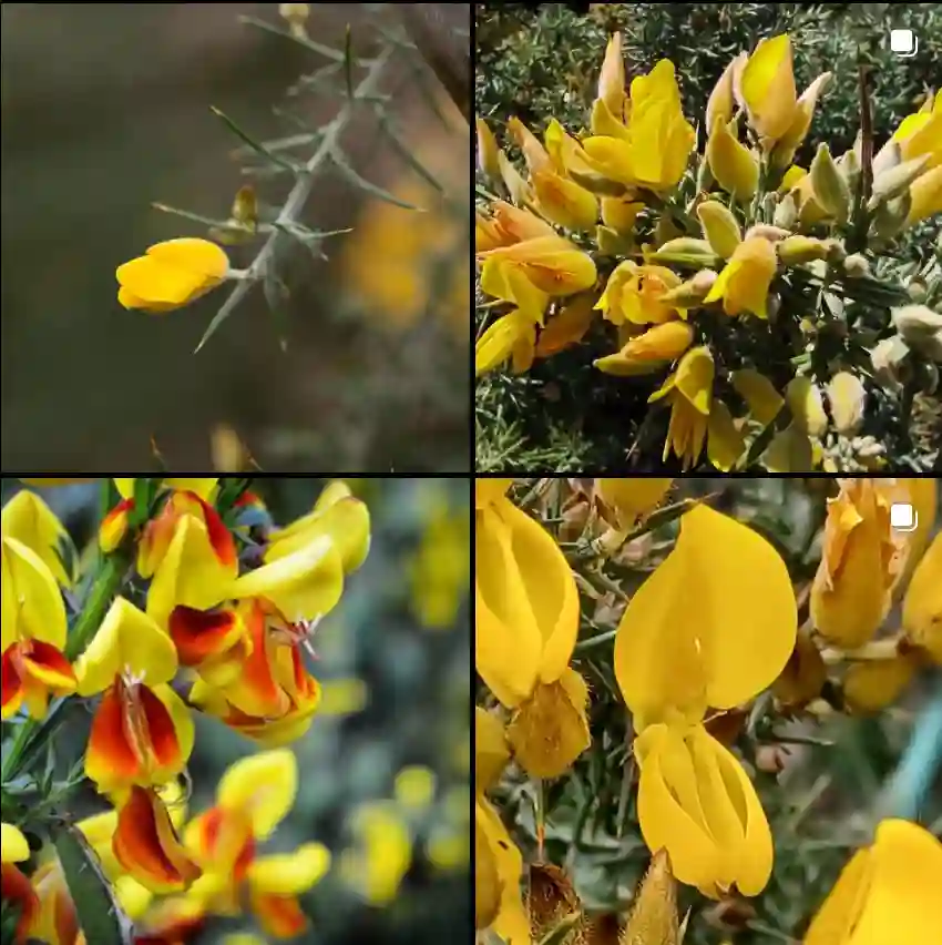 Ulex