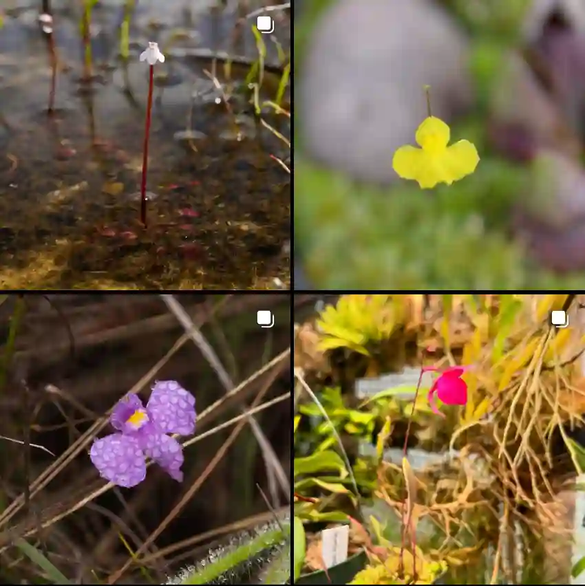 Utricularia