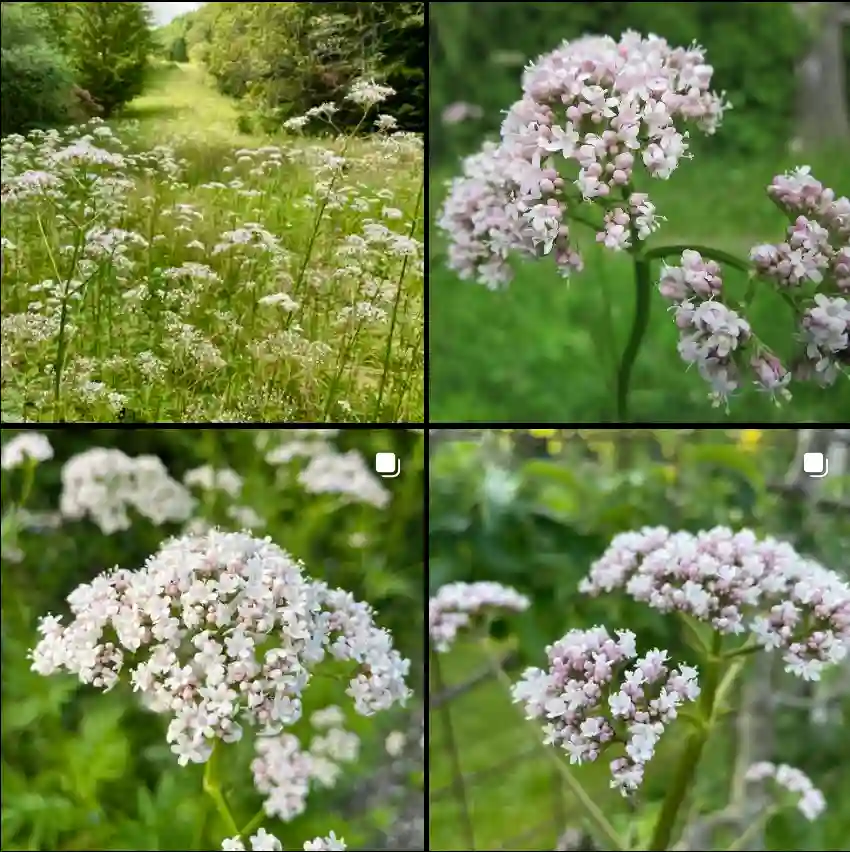 Valeriana