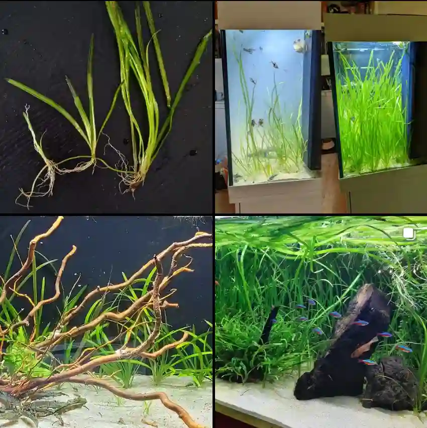 Vallisneria