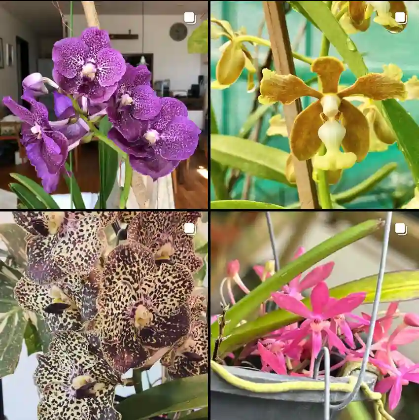 Vanda