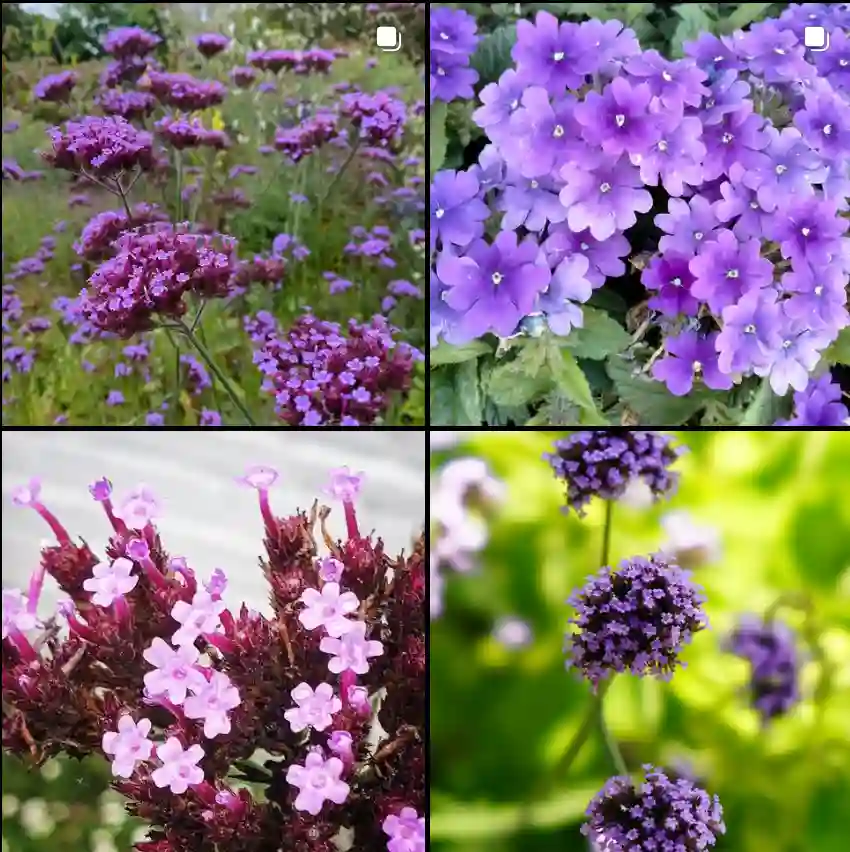 Verbena