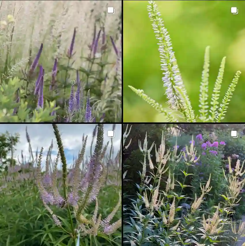 Veronicastrum