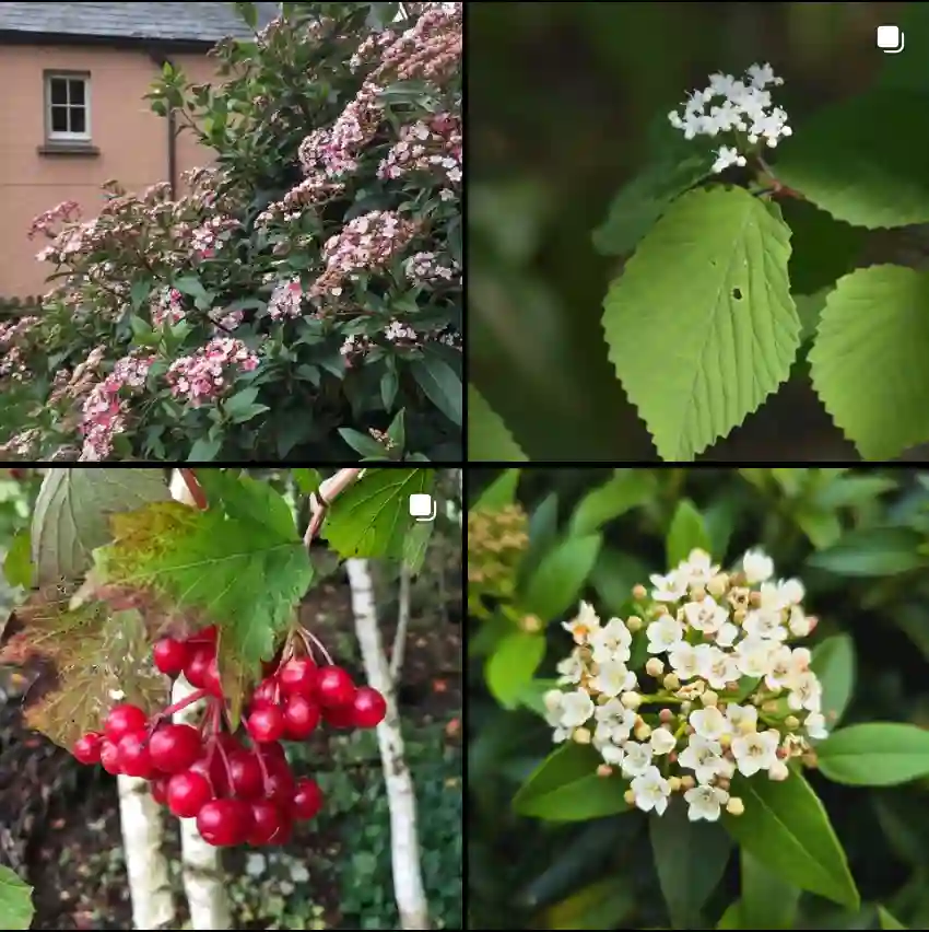 Viburnum