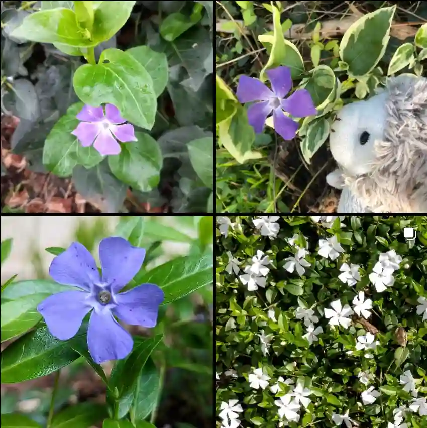 Vinca