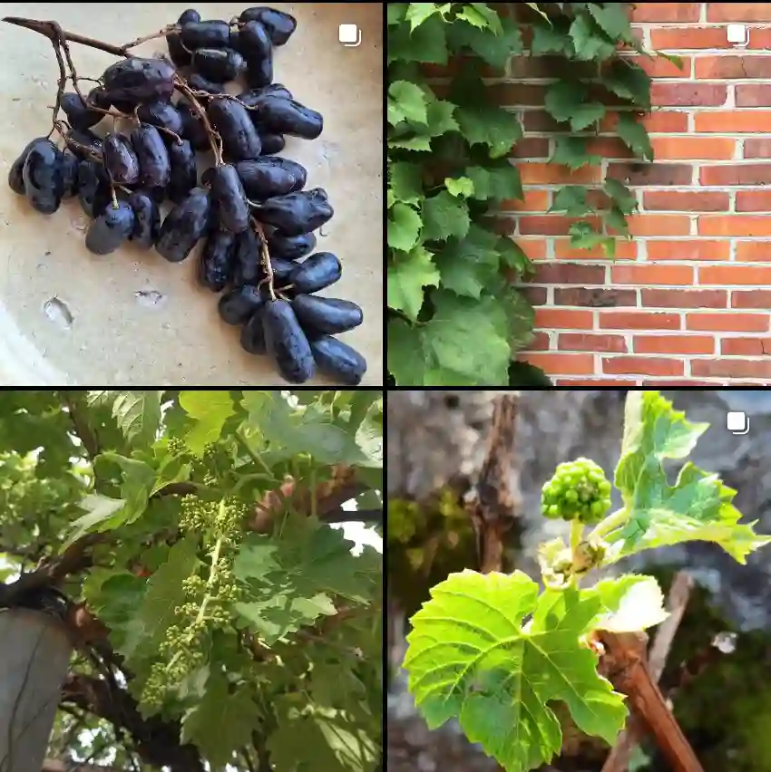 Vitis