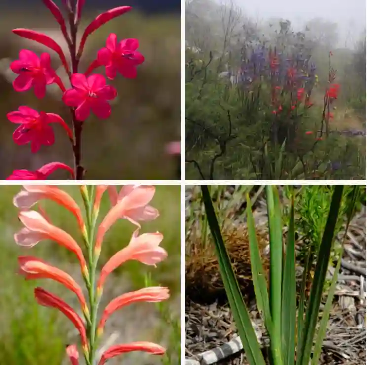 Watsonia