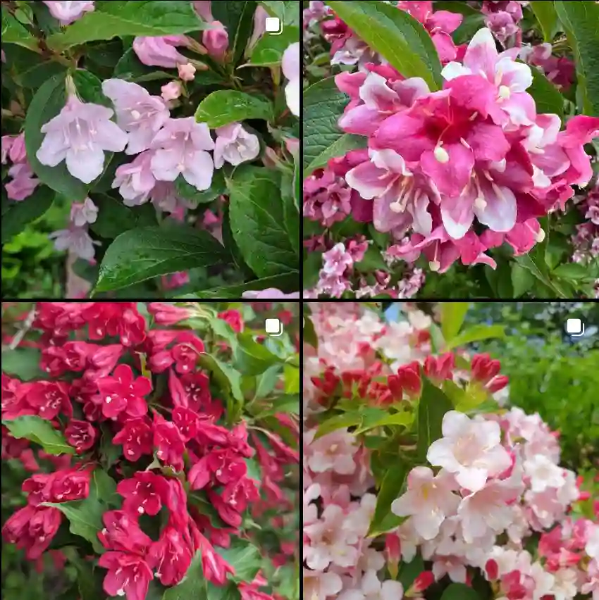 Weigela