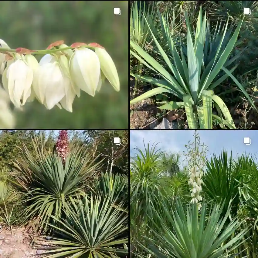 Yucca