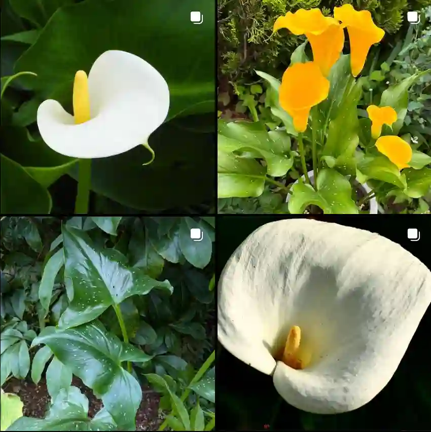 Zantedeschia