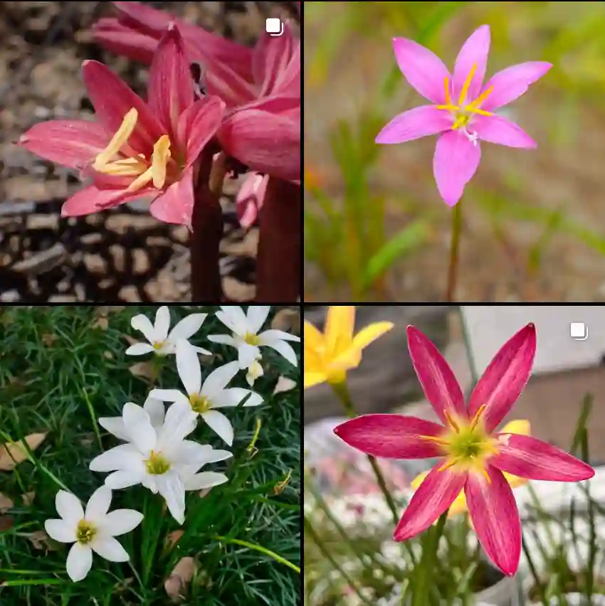 Zephyranthes