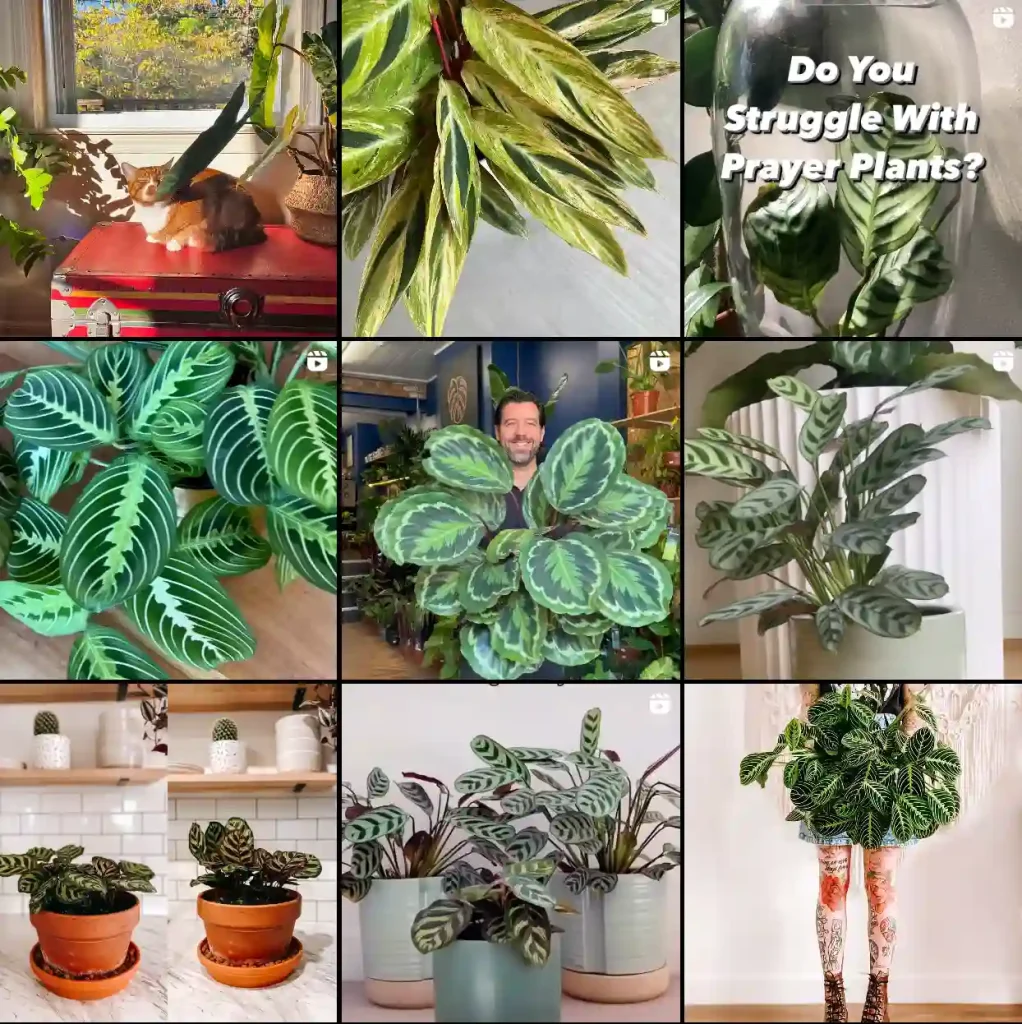 prayer plants