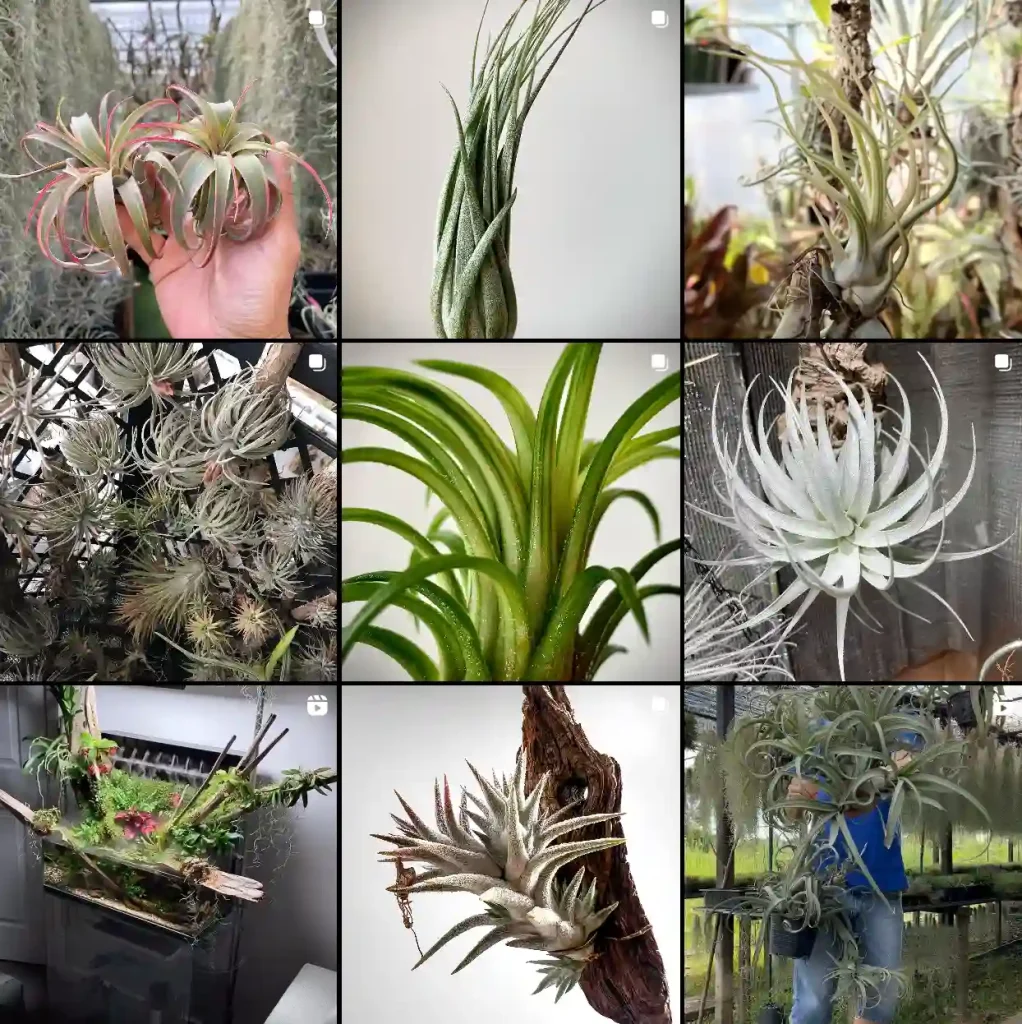 tillandsia