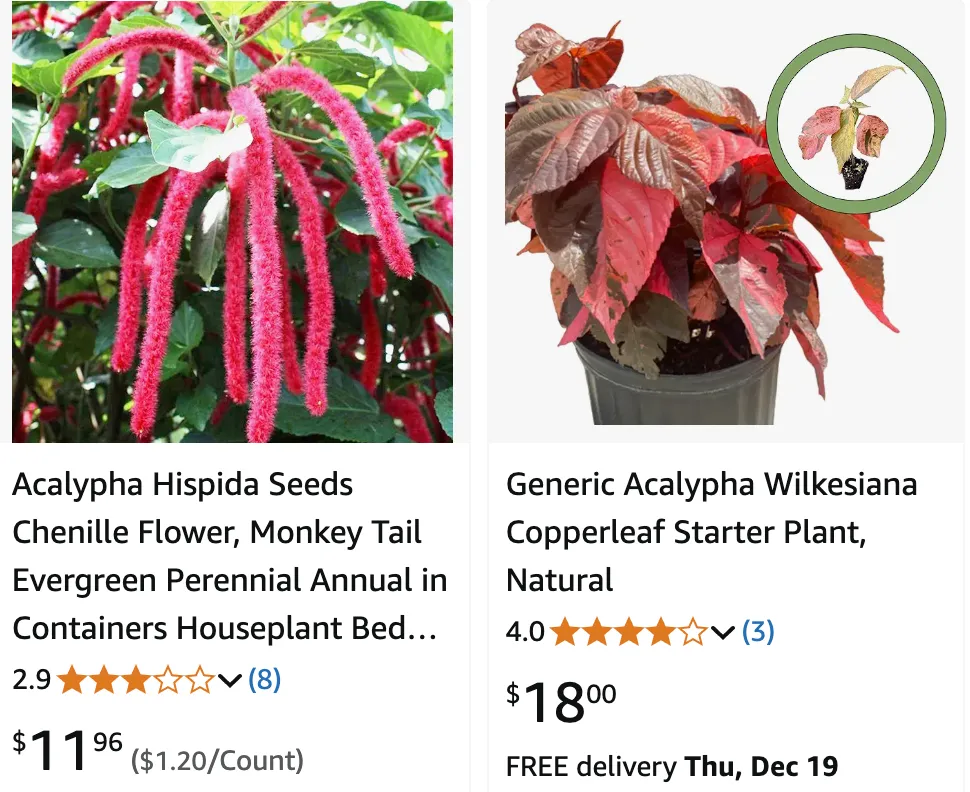 Acalypha | Monsteraholic