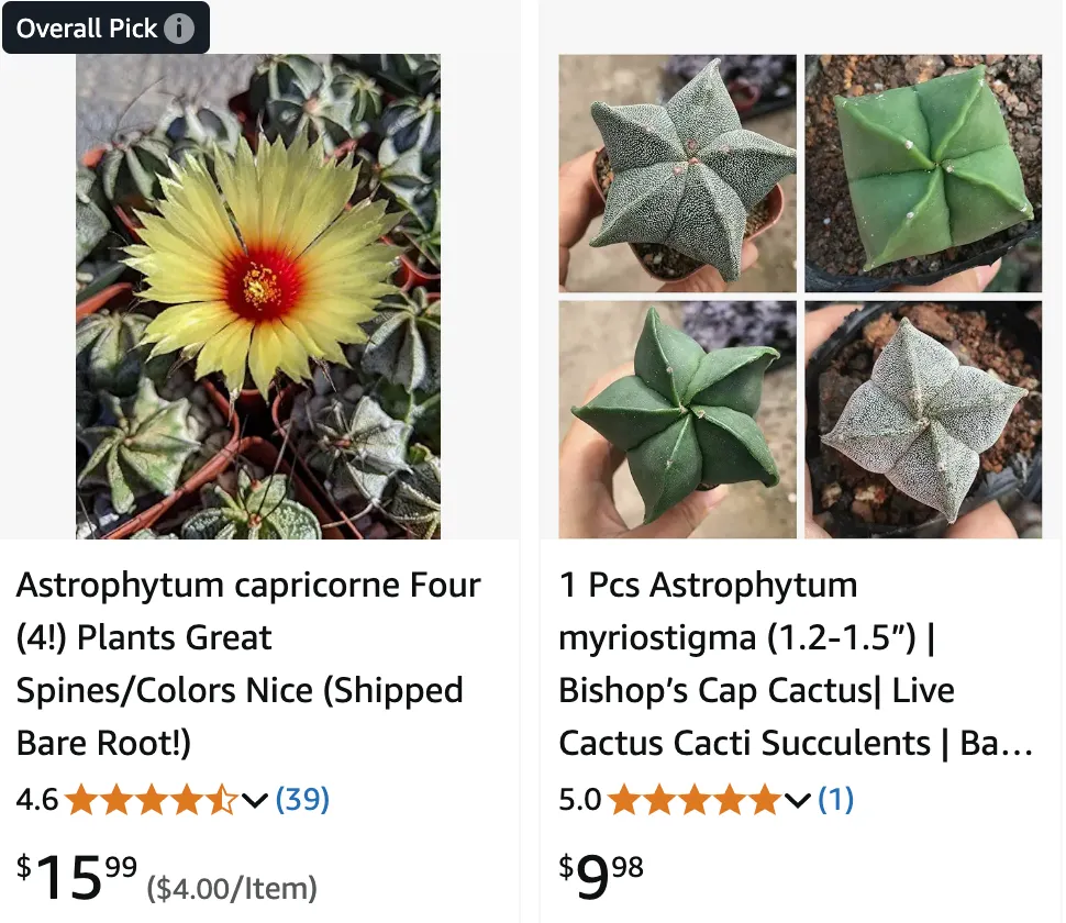 Astrophytum | Monsteraholic